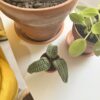 Mini pousse au crochet